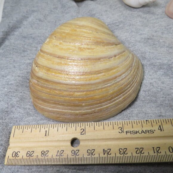 Real Sea Shells Vintage (2) Sandcastles Mr. Sandman OVER 5 POUNDS - Picture 9 of 14